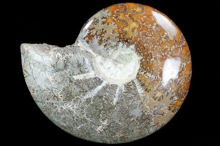 Polished, Agatized Ammonite (Cleoniceras) - Madagascar #76096